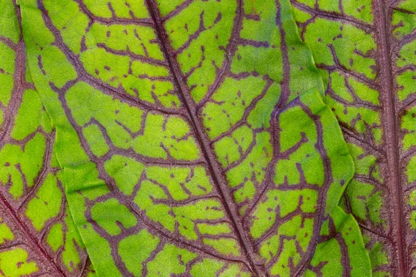 Beautiful leaves  red sorrel — Stock Photo, Image